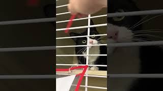 I met Genovese and 4 other cute cats #cat #cats #catshorts #catvideos