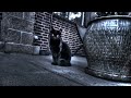 Cats Episode XIII: Denver Area Strays