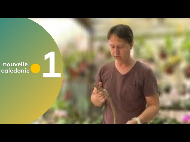 32 Astuce Jardinage Bouturer Et Replanter Une Epine Du Christ Youtube