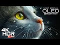 King of 4K Video ULTRA HD OLED Test | 4K HDR 60FPS | Dolby Vision