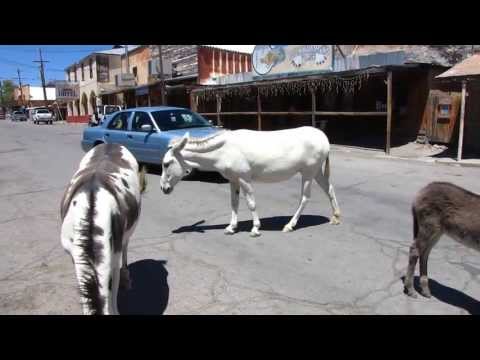 Oatman Burros