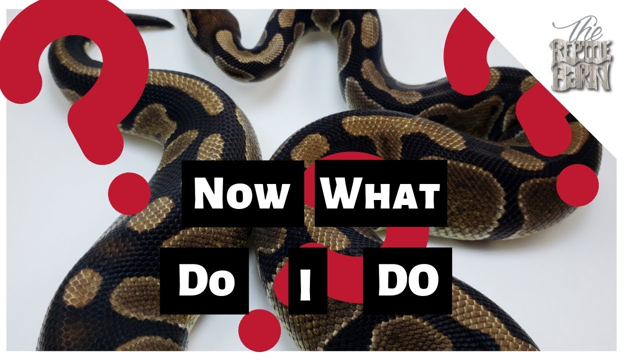 snake escape storm snake escape storm