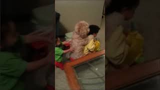 DOG AND BABY PLAY TOGETHER LOL