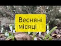 Весна весняні місяці весна веснянімісяці весна для дітей 