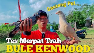 Download Lagu TES TERBANG DI LAPAK MERPATI TRAH BULE KENWOOD MP3 Download Lagu TES TERBANG DI LAPAK MERPATI TRAH BULE KENWOOD MP3
