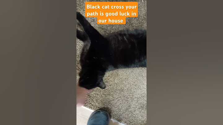 Say hi to Mrs. Deja Vu. Black cats crossing your path is good luck on our house. #timmy #blackcats