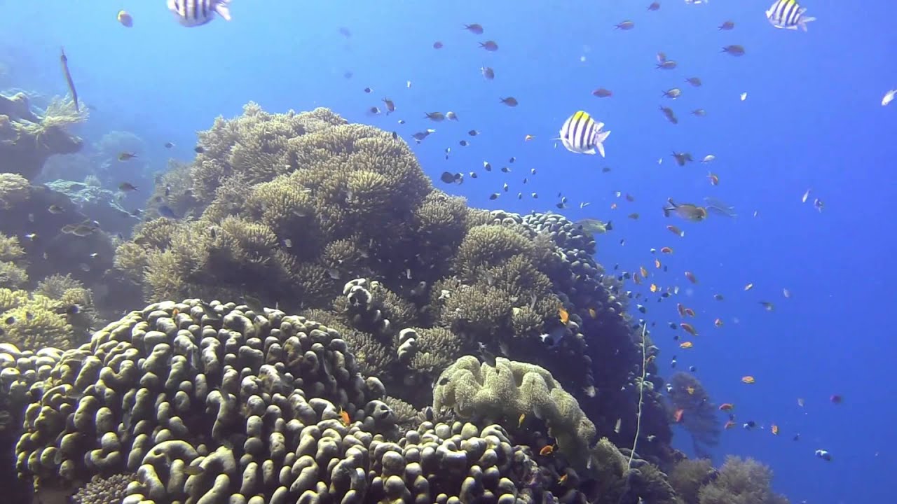 Spanish Dancer Divers