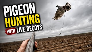 Kansas Pigeon Hunt Over Live Decoys!!!