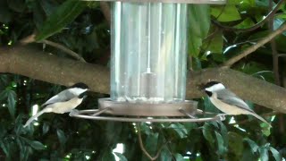 かわいい小さな小鳥、コガラ　（カロライナコガラ）！Carolina Chickadees eating from my feeder!