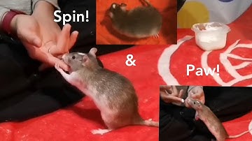 How to train your Rat spin and paw! w/Donut