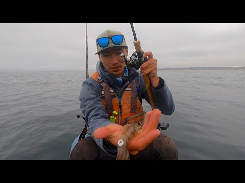 This is 100% the BEST LIVE BAIT You Can Find