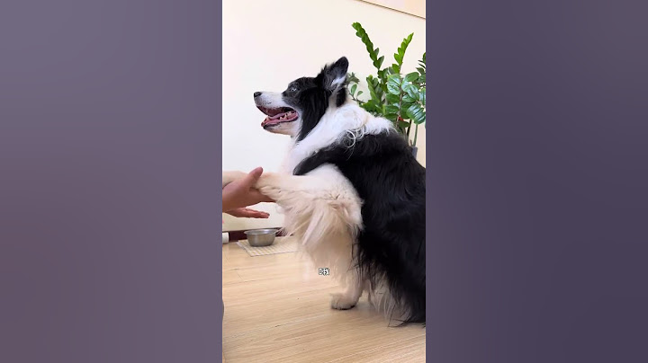 高考期间禁止欺负小狗 蛋：这什么海龟汤咱也不是非得要玩儿吧#边牧 #养狗的乐趣 #小狗是宠物更是家人 #万物可爱计划