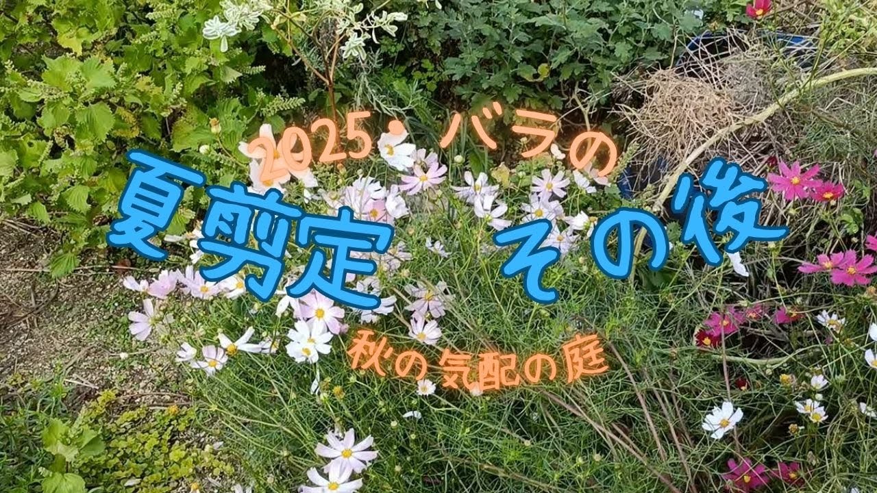 バラの夏剪定　途中の様子と秋の気配