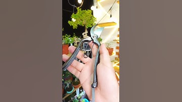 Kéo Cắt Cành Tỉa Cành Cây, Bonsai #keocatcanh #keotiacanh #bonsai #caycanh #lamvuon