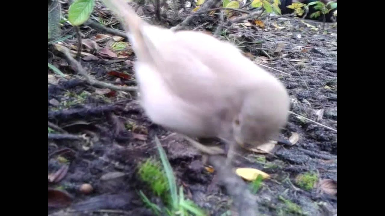Woestijngrasmus (Asian desert warbler) Terschelling 