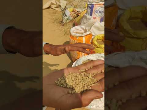 पालक की बीज 100 रु किलो उपलब्ध हैं 9214357478