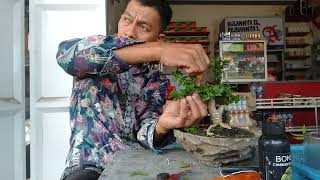 belajar ngawati bonsai bersama sang master pangkalan balai