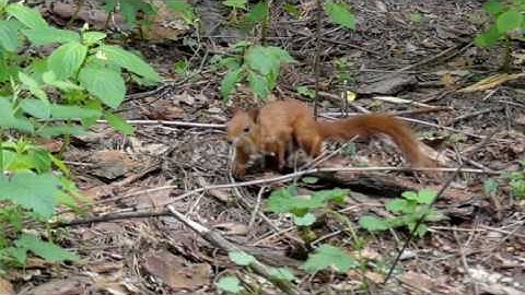 a Red Squirrel Jumping Through the Woods in Slow Motion.
