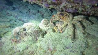 DMT 2025 - Night Dive on the Benwood - Key Largo, FL