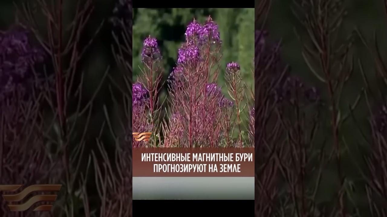 Какой вред могут причинить магнитные бури? 