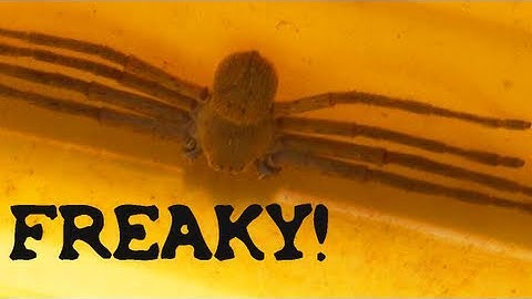 Huge Huntsman Spider - WARNING: SCARY SPIDER VIDEO! DON
