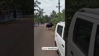 A wild Gaur was spotted roaming through the town area of Ponda, moving around like a stray bull