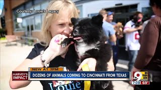 Dozens of animals coming to Cincinnati from Texas