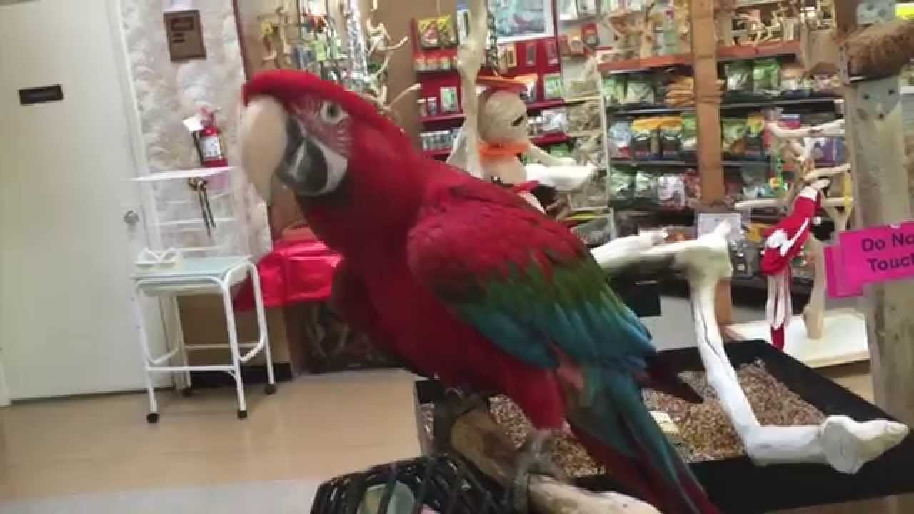 December at Kookaburra Bird Shop 2014 YouTube