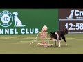 Crufts international heelwork to music freestyle 2023 - Desiree van Zon and border collie Tess