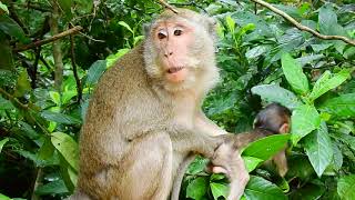 The best mother of baby monkey Mamo