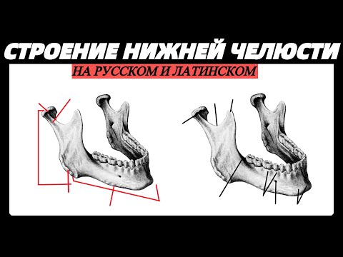 Анатомия НИЖНЕЙ ЧЕЛЮСТИ MANDIBULA на русском и латинском строение | Остеология