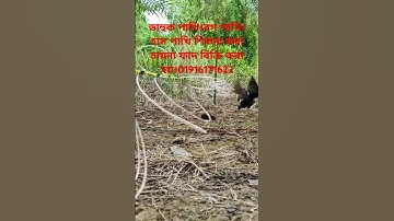 how to make bird trap,bird trapping videos,white breasted waterhen bird trap,bird trap catching,