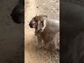 Wildlife monkeys 🐒😂❤️💕🐒 #Shorts #ViralVideo #Trending #CuteAnimals #wildlife #MonkeyShorts