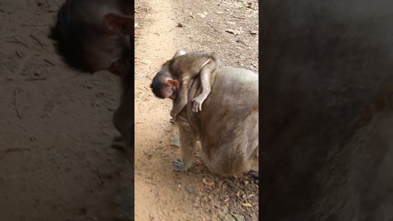 Wildlife monkeys 🐒😂❤️💕🐒 #Shorts #ViralVideo #Trending #CuteAnimals #wildlife #MonkeyShorts