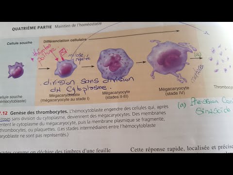 Vidéo: Que signifie le terme caryocyte ?