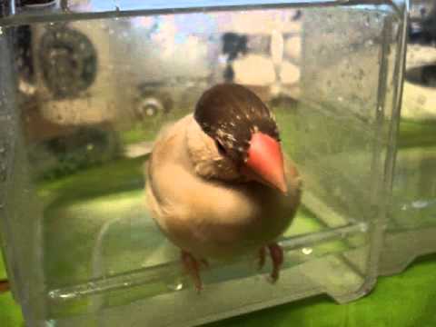 Ricebird bath