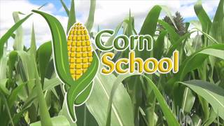 Corn School: Cost of Production
