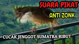 SUARA CUCAK JENGGOT SUMATRA RIBUT AMPUH  BUAT PIKAT