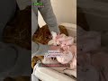 【片麻痺】赤ちゃんの頃の娘。爆睡で全然起きないwこの頃はまだ麻痺は発覚していません。#障害児#幸せ#育児#親子#可愛い#片麻痺