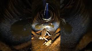 Silent Hunter Frog In Action Micro Reality Footage Ultra-Realistic Scientific Pov