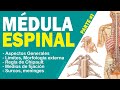 Ref:P8MYCj6bIY0 M�dula espinal (parte 1) | anatom�a