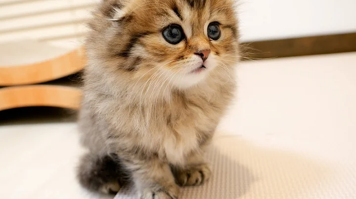 Watch the video about Just before falling asleep, the kitten fighting sleepiness is cute...