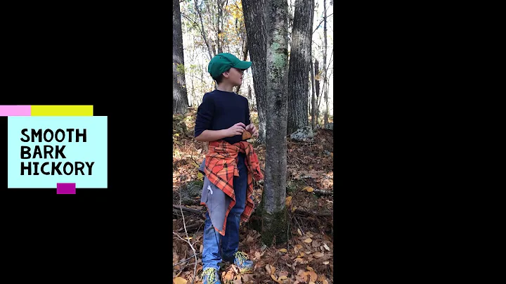 Walk in the woods