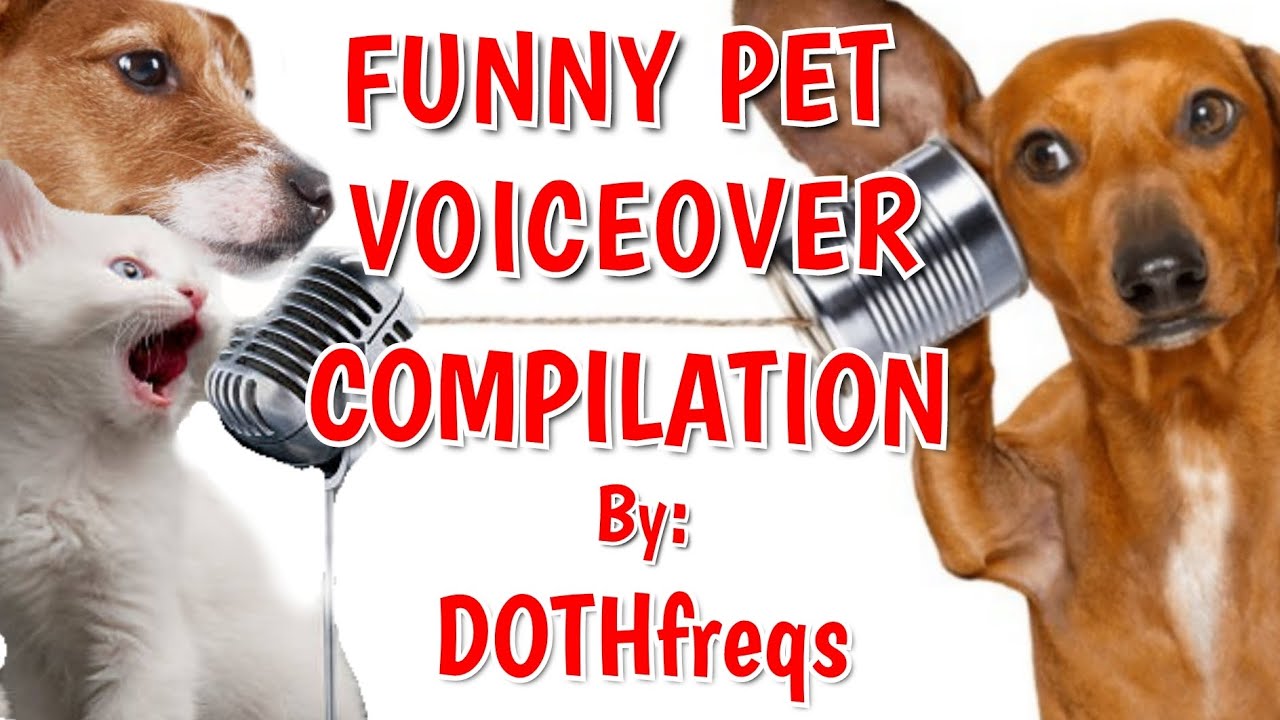 HILARIOUSLY FUNNY PET VOICEOVER COMPILATION | DOTHFREQS | Dropped On The Head FREQUENCIES