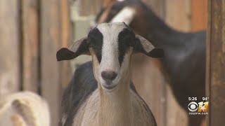 Food For The Soul, Bonton Farms Growing Hope