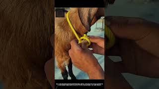 목이 조이지 않는 가축 안전 매듭법 매뉴얼 #worker #process #education #tutorial #safety