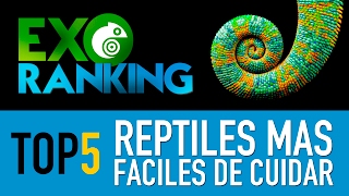 TOP 5  Los Reptiles Más Fáciles de Cuidar