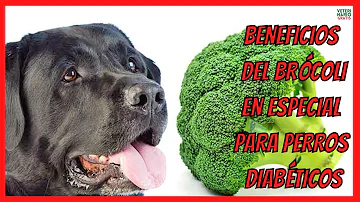 ¿Es bueno el brócoli para los perros?