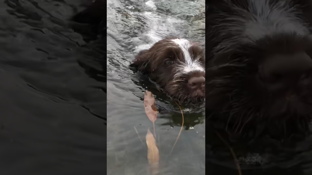 Wirehaired pointing griffon puppy didn’t like water so I went swimming now he loves it 