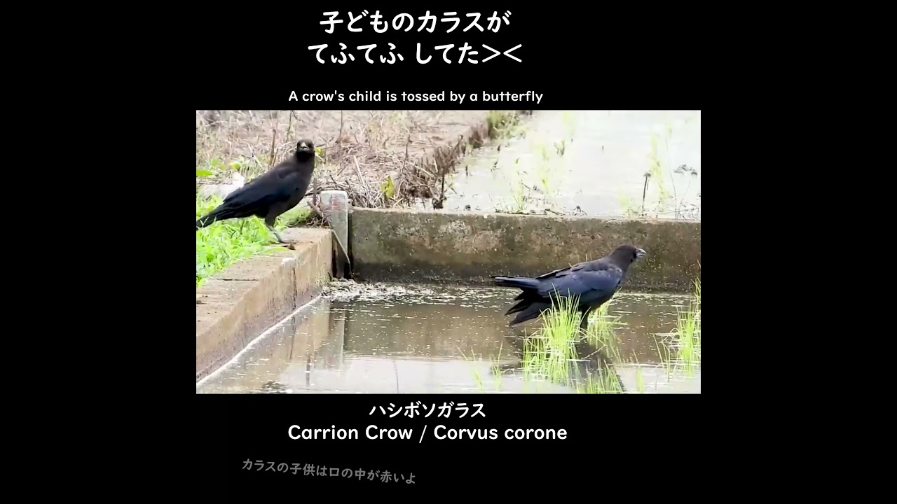 カラスの子供がてふてふしてた Youtube